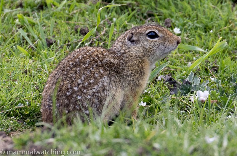 Mexico - Mammal Watching