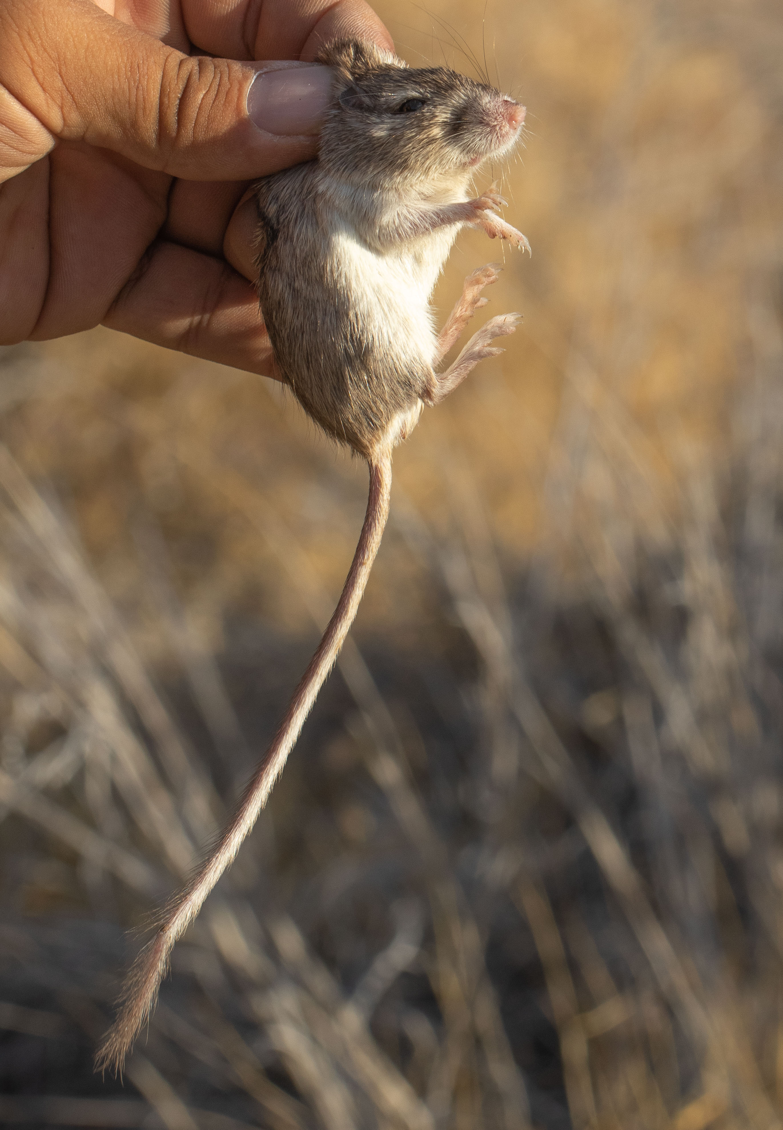 pocket mouse pictures