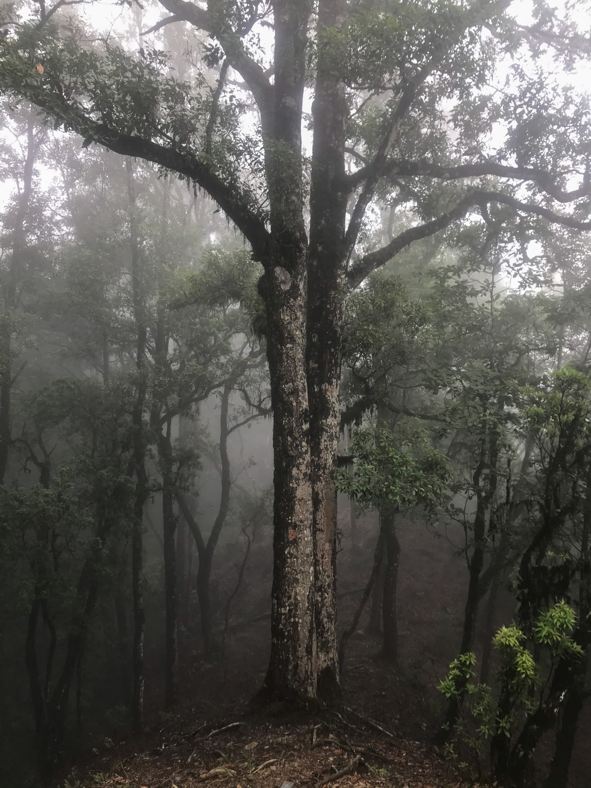 Sinaloa, Sonora and Hidalgo, Mexico, 2021 - Mammal Watching