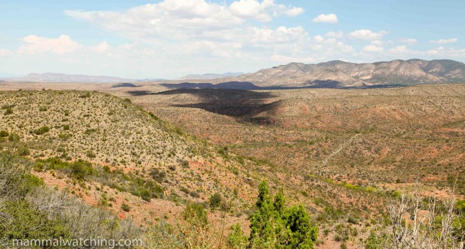 New Mexico - Mammal Watching