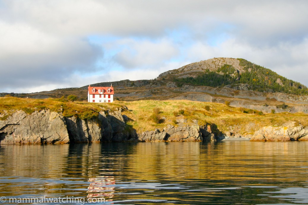 Newfoundland - Mammal Watching