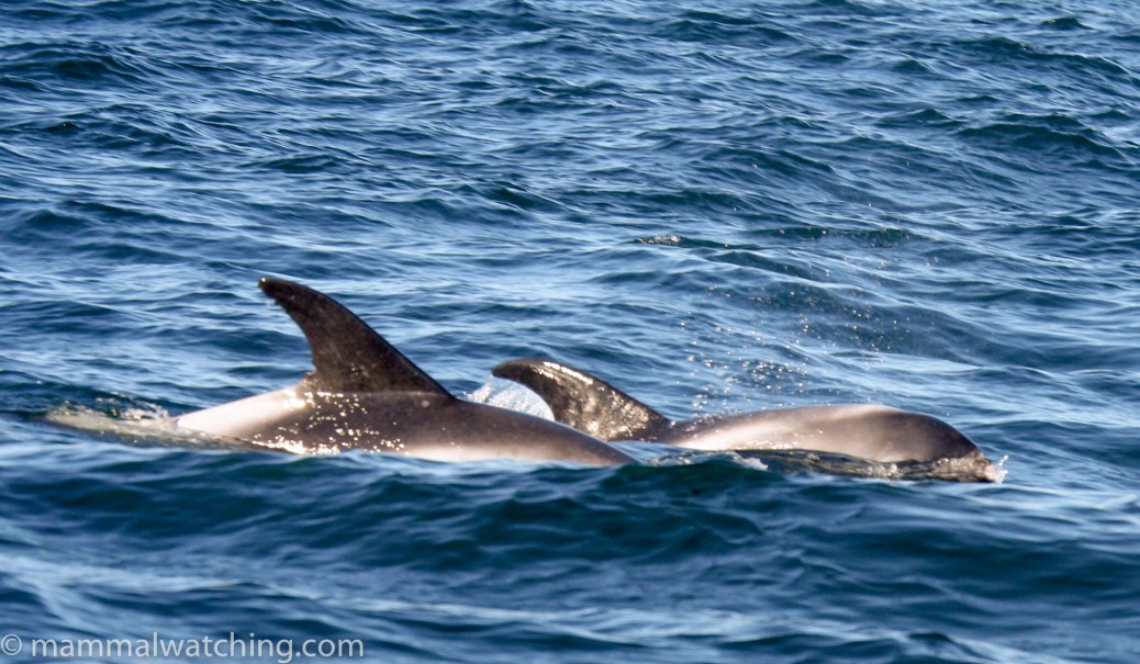 Nova Scotia - Mammal Watching