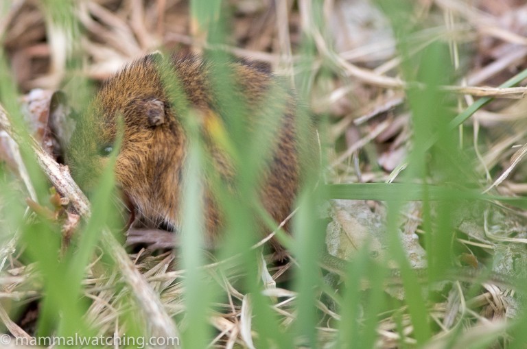 Rhode Island - Mammal Watching