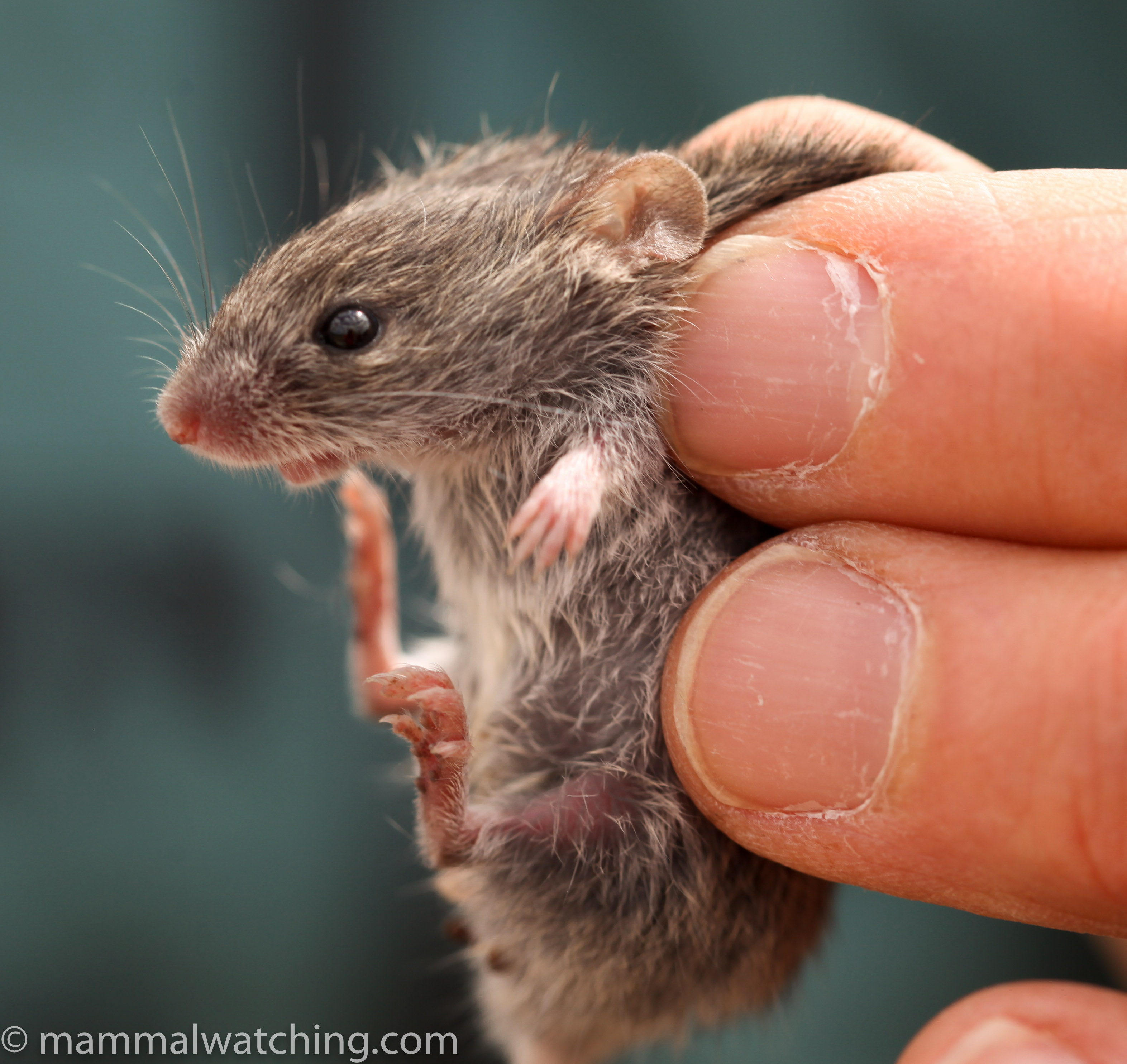 african pygmy mouse