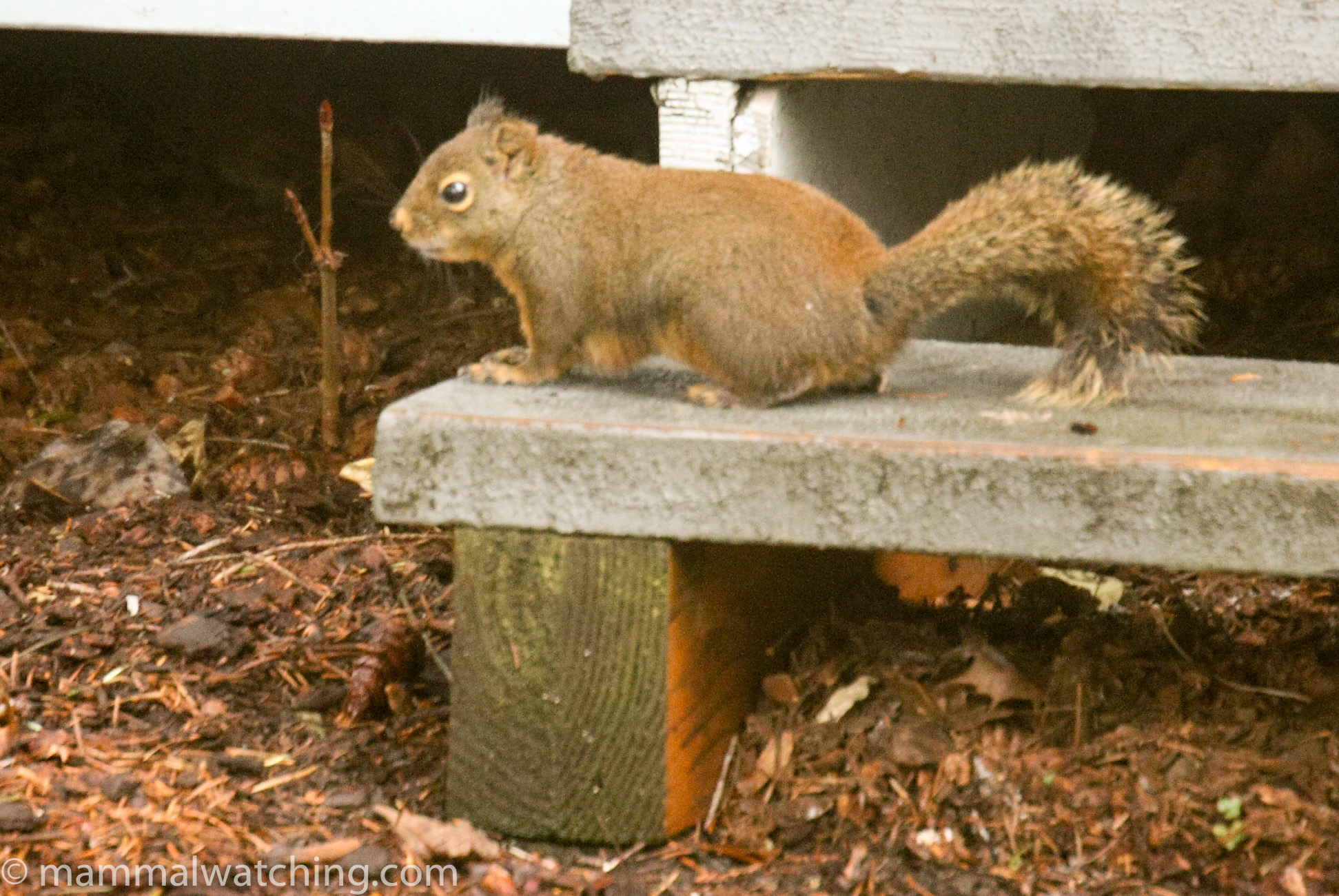 Washington State - Mammal Watching