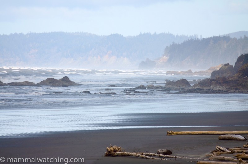 Washington State - Mammal Watching