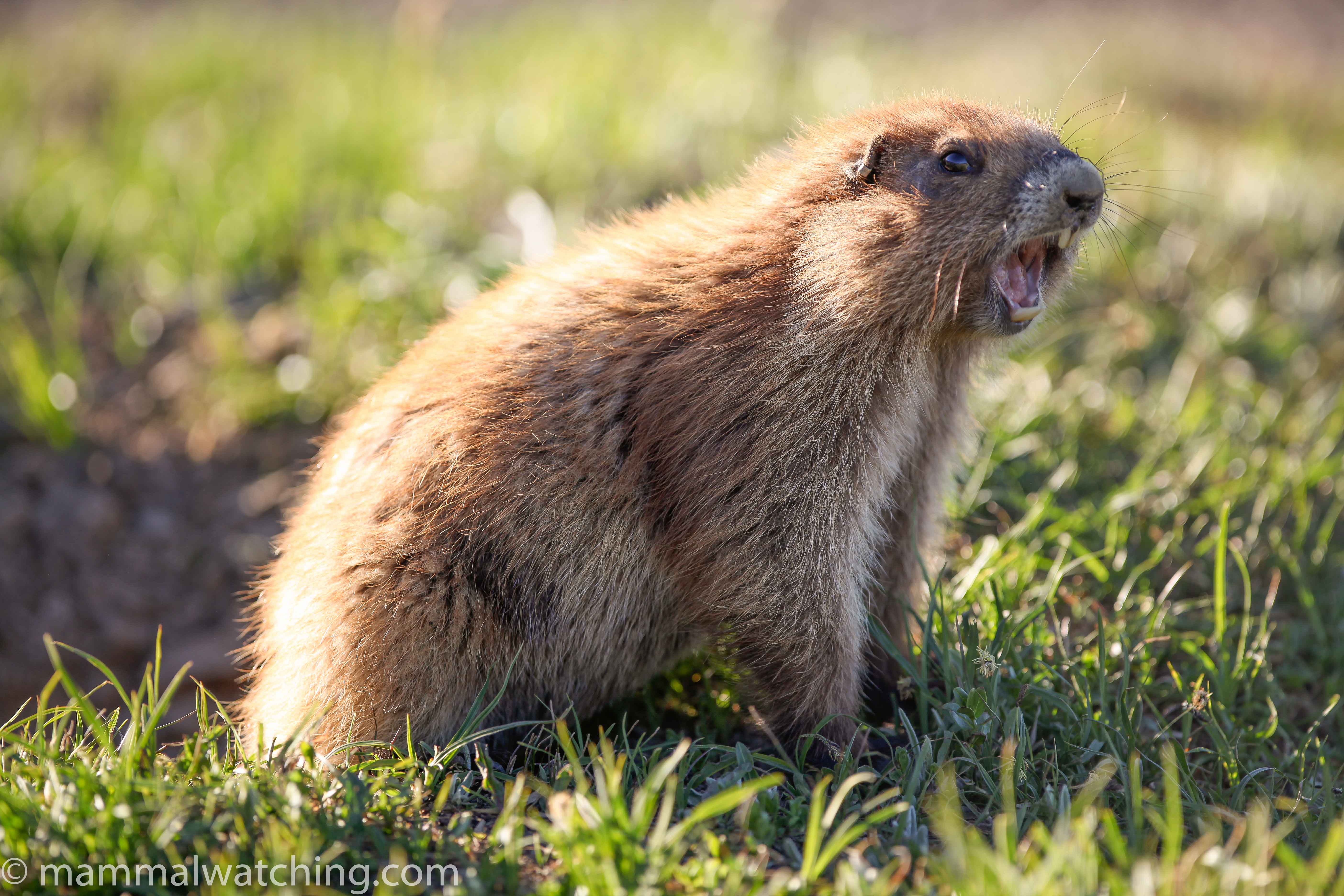 Washington State - Mammal Watching