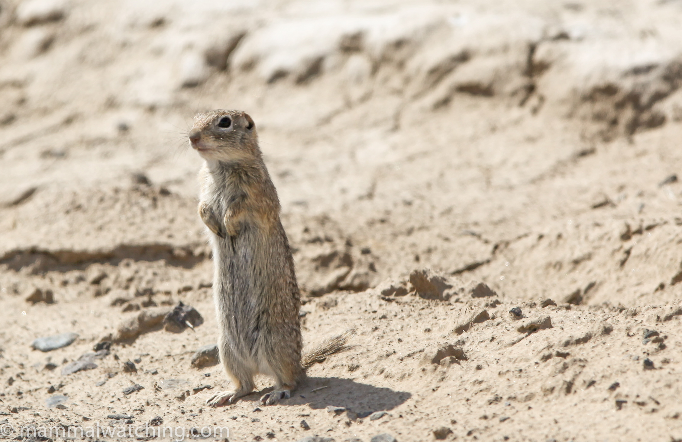 Washington State - Mammal Watching