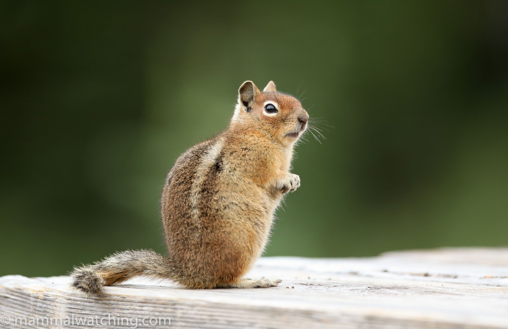 Washington State - Mammal Watching