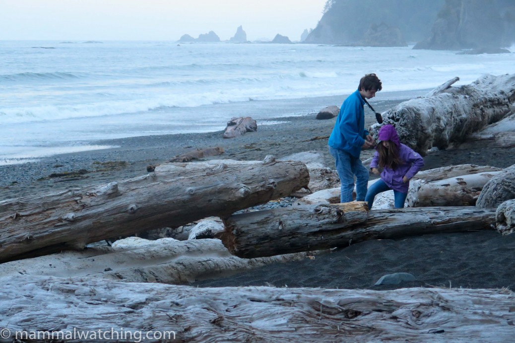 Washington State - Mammal Watching