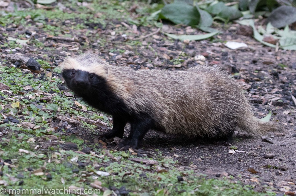 Argentina - Mammal Watching