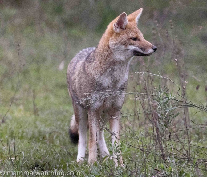 Argentina - Mammal Watching