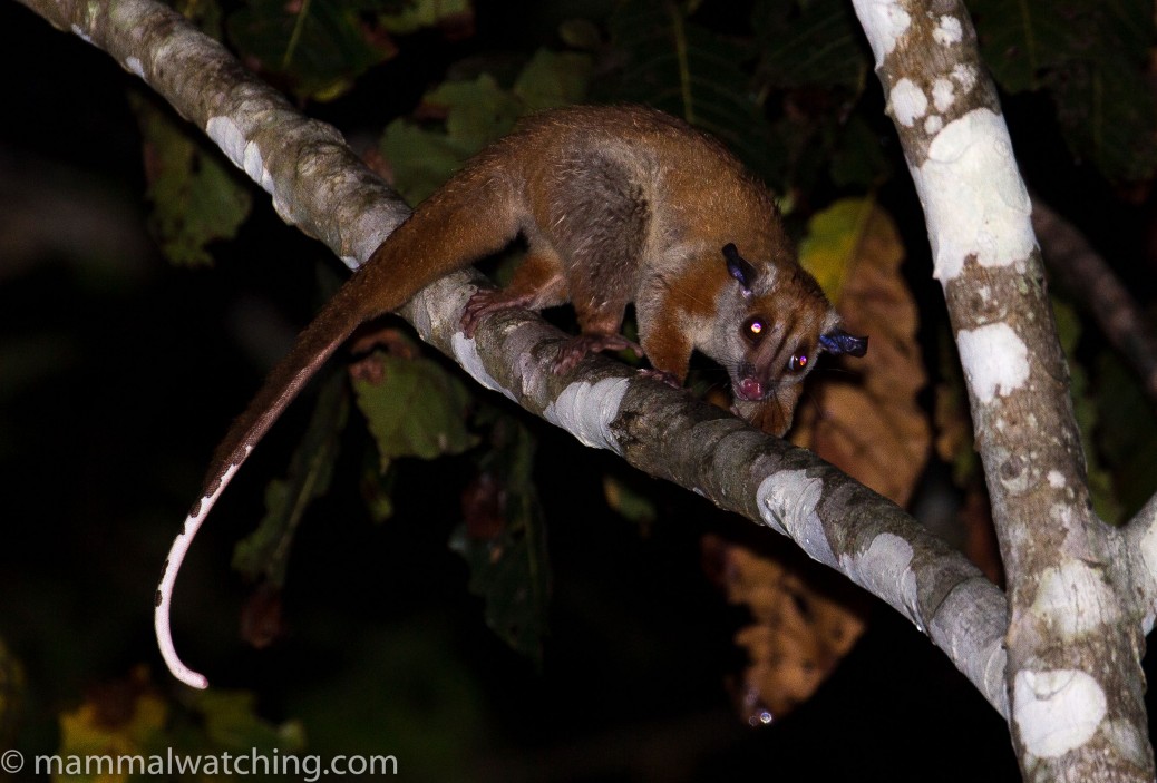 Amazon Expedition, 2017 - Mammal Watching