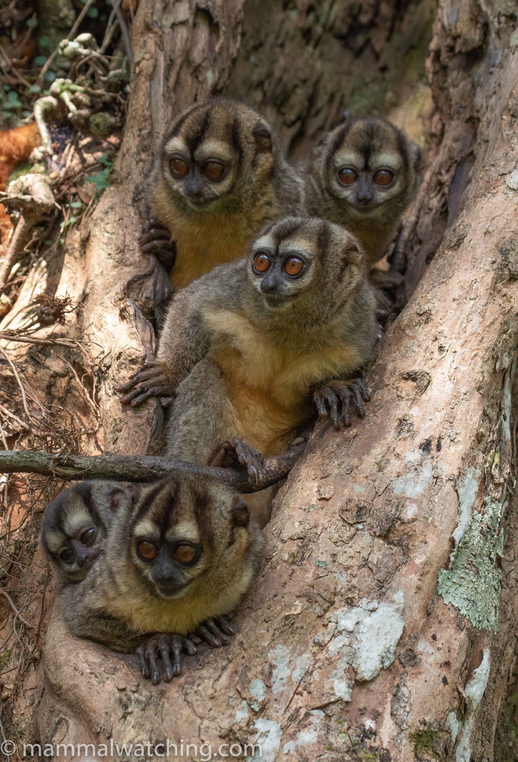 Colombia - Mammal Watching