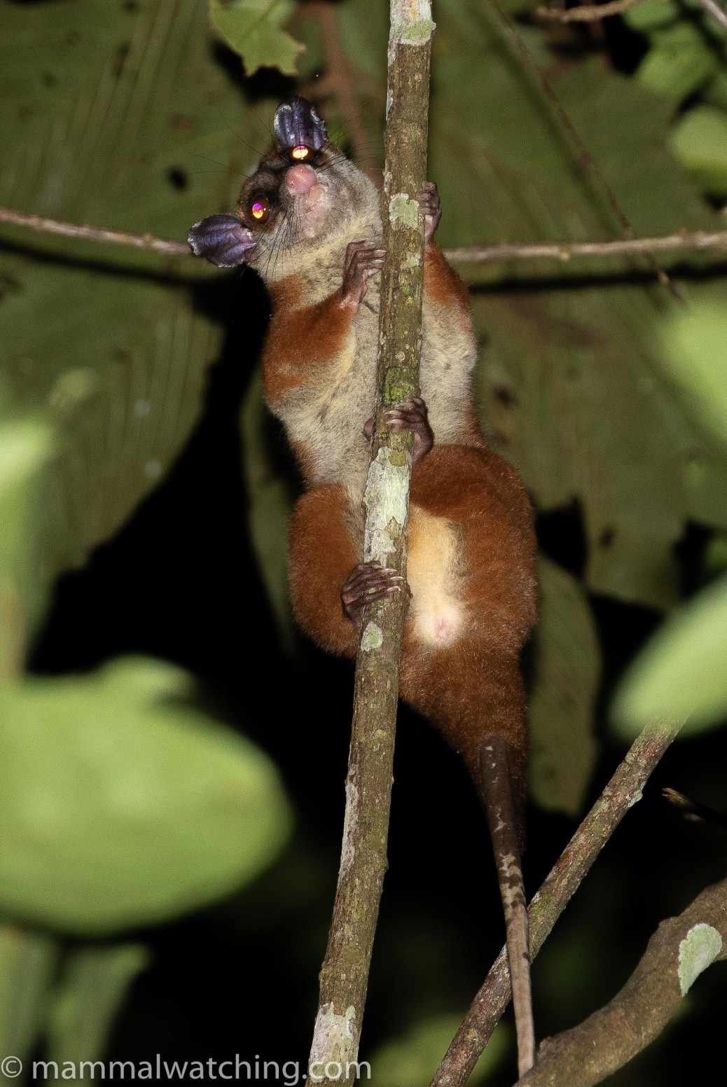 South and Central Colombia, 2020 - Mammal Watching