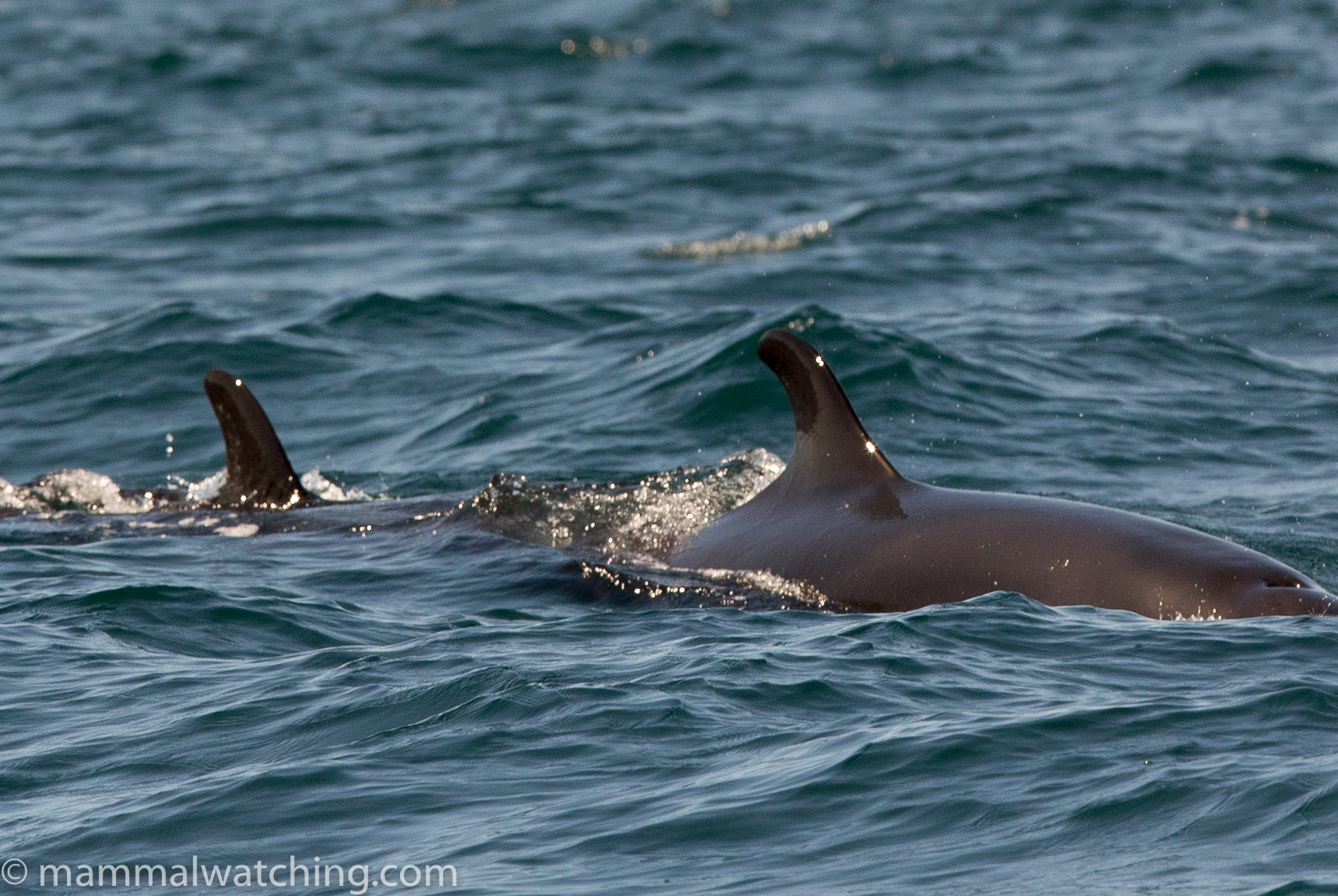 false killer whale