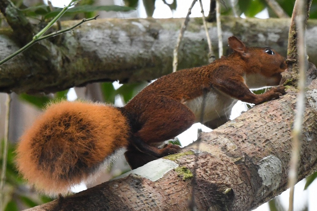 Primarily Peruvian Primates: Owlet Lodge and Los Amigos Research