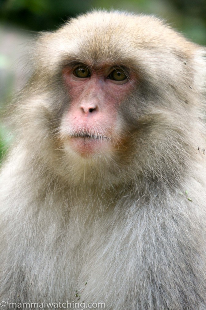 Japan - Mammal Watching