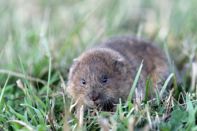 Spain - Mammal Watching