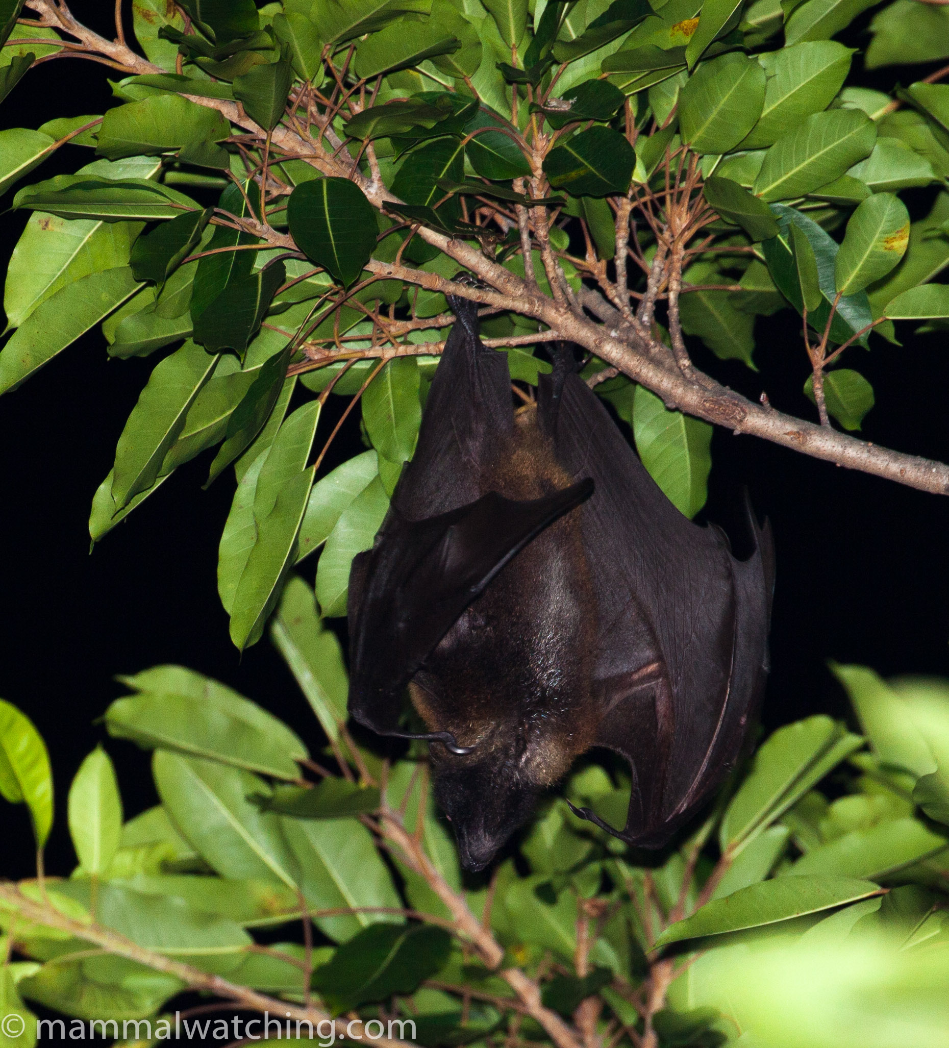 Taiwan, 2017 - Mammal Watching