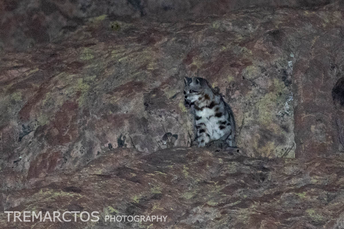 andean mountain cat