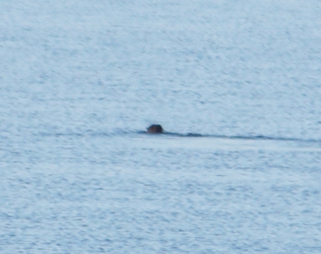 North American River Otter In Long Island Sound Mammal Watching