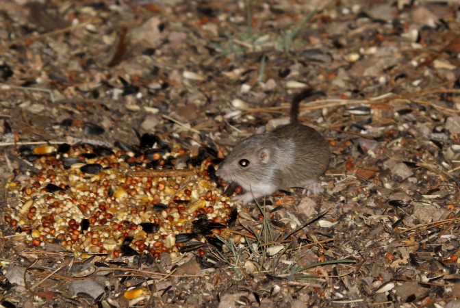 baileys pocket mouse