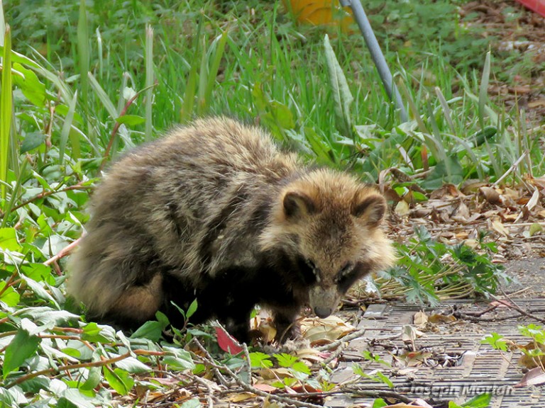 Japanese Raccoon Dog Nyctereutes Procynoides Viverrinus Mammal Watching