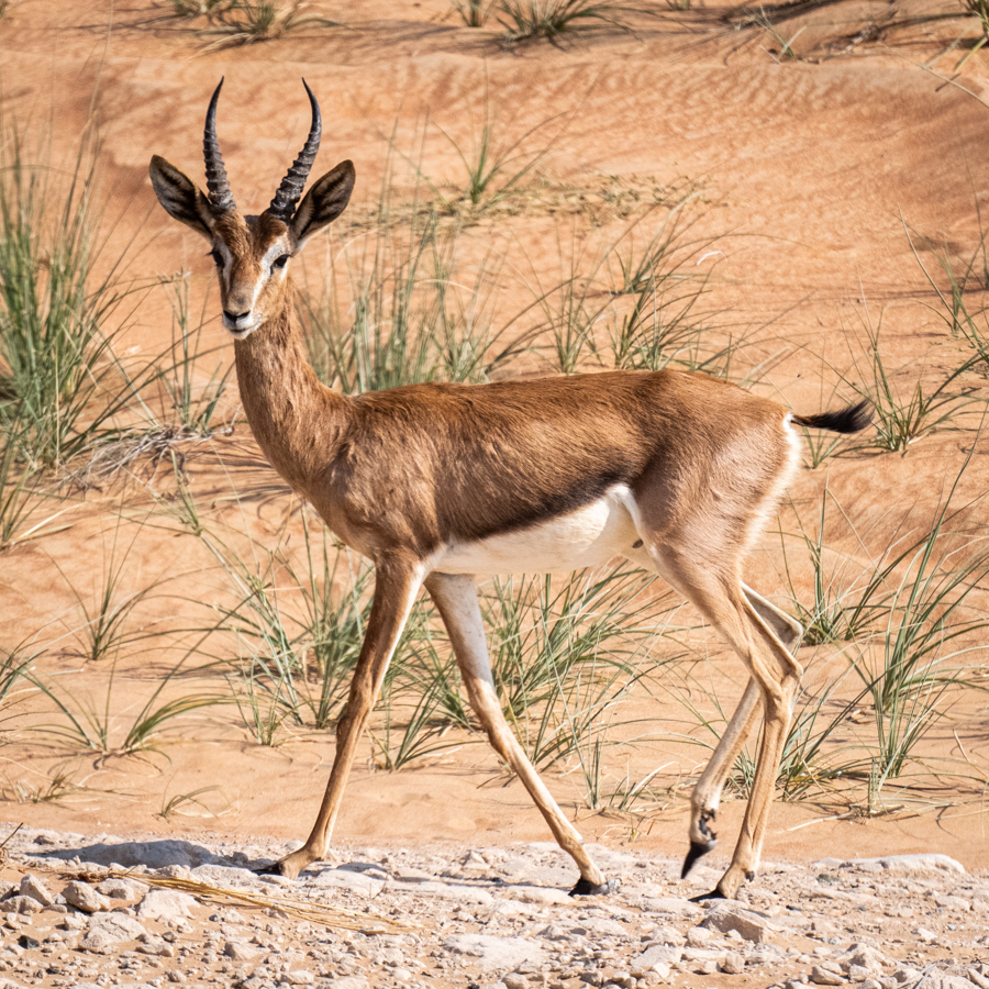 Elegantie Dank u voor uw hulp Seizoen United Arab Emirates for Tahr and Gazelle, December 2021 - Mammal Watching