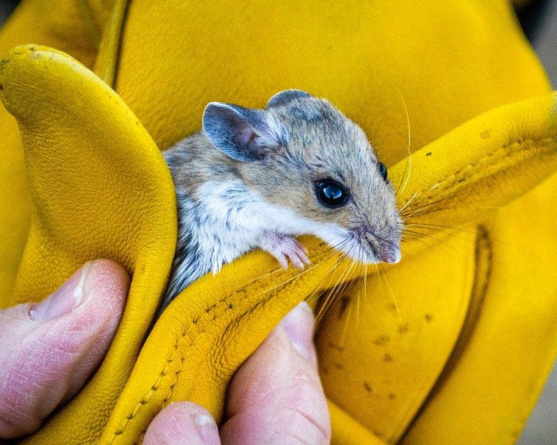 Habitat Notes for California Desert Rodents - Mammal Watching