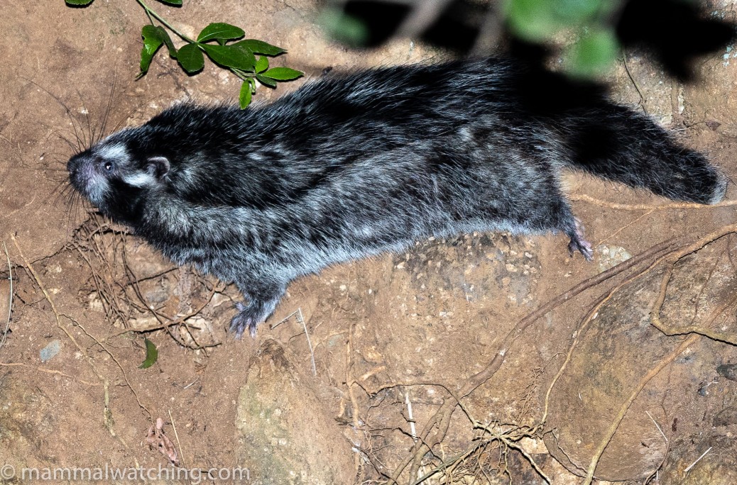 Kenya Mammal Watching